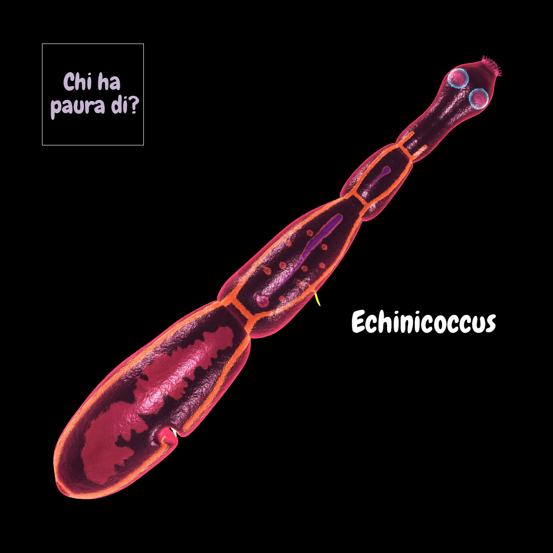 Echinococcus