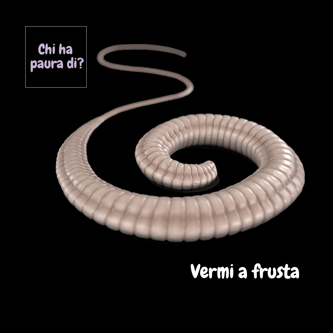 Vermi a frusta